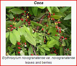 Coca