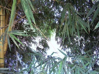 Bamboo