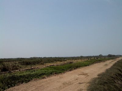 Stage 1 Cattle